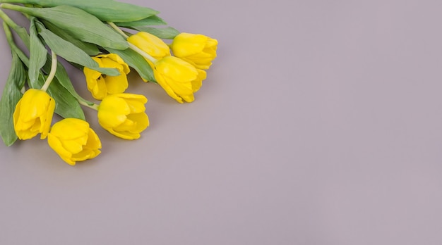 yellow tulips on gray background, with copy space