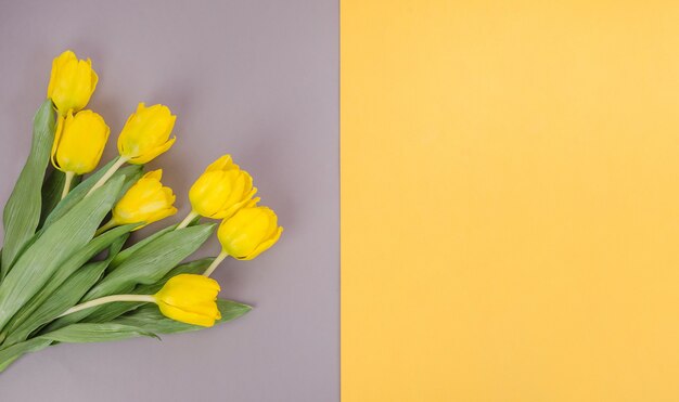 yellow tulips on a gray-yellow background, with copy space