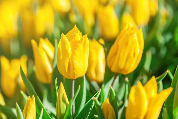 Yellow tulips on green background with space for message Mother's Day background Soft focus