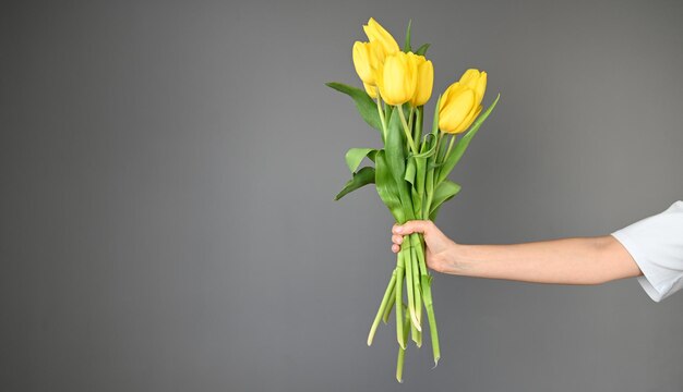 Yellow tulips in hand on gray background with copy space Festive banner for website High quality photo