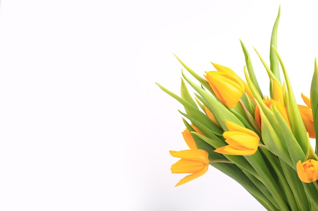 Yellow tulips isolated on white background.