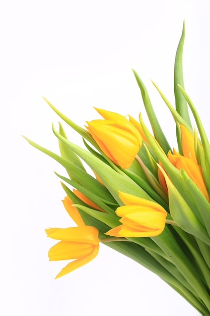 Yellow tulips isolated on white background.