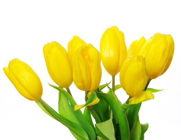 Yellow tulips isolated on white background