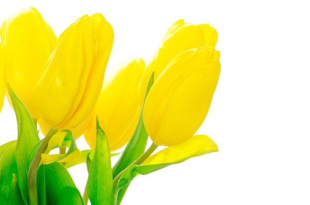 Yellow tulips isolated on white background