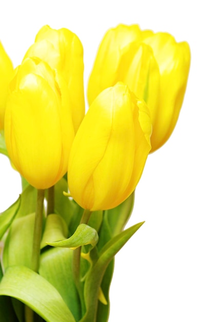 Yellow tulips isolated on white background