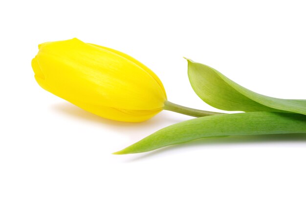 Yellow tulips isolated on white background