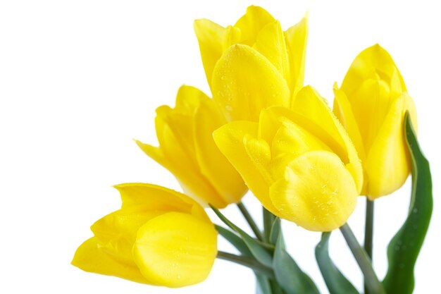 Yellow tulips isolated on white surface. Spring holiday concept