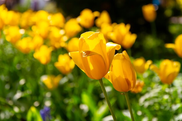 Yellow tulips on the lawn in spring