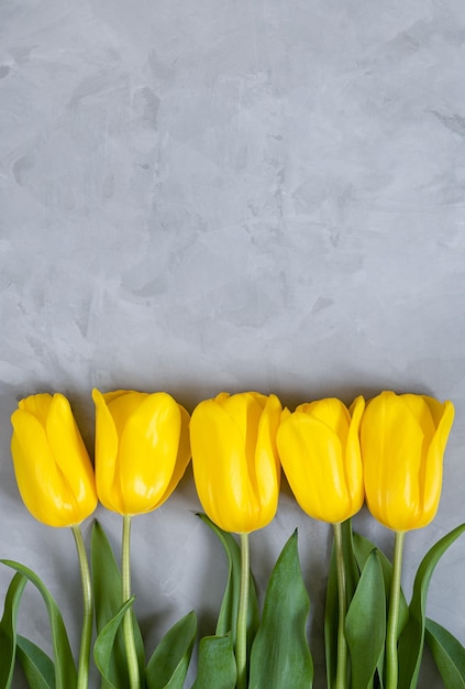 Yellow tulips lies on a grey background flowers for holiday