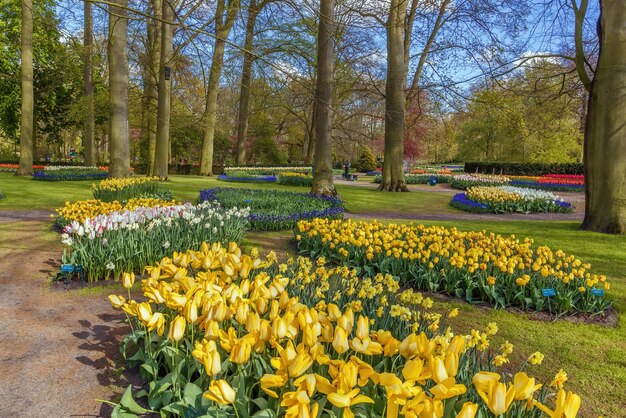 Foto tulipani gialli nel parco