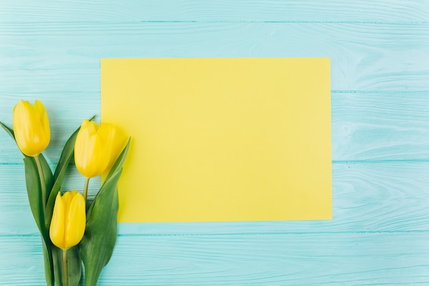 Yellow tulips and postcard on a blue wooden background