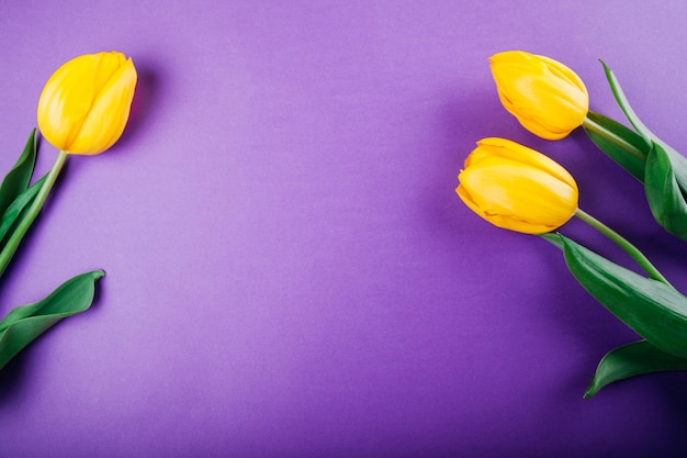 Yellow tulips on purple background