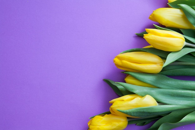 Yellow tulips on purple surface