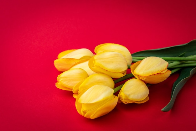 Yellow tulips on red background.