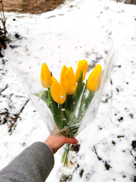 Yellow tulips on snow background