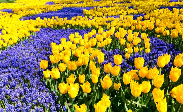 Yellow tulips in a spring garden