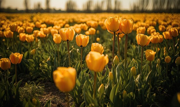 Photo yellow tulips in a summer or spring field generative ai