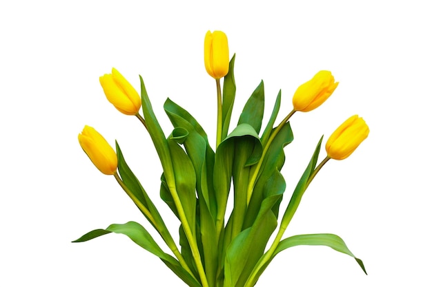 Yellow tulips on a white background Flowers lie around