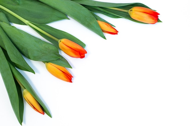 Yellow tulips on white