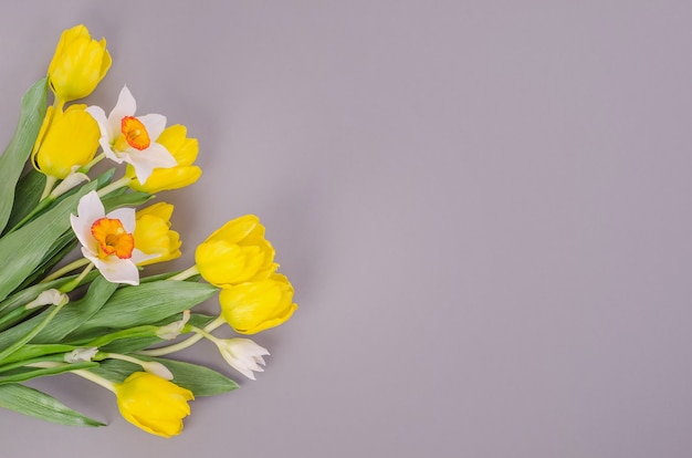 Yellow tulips with daffodils on a gray background, with copy space