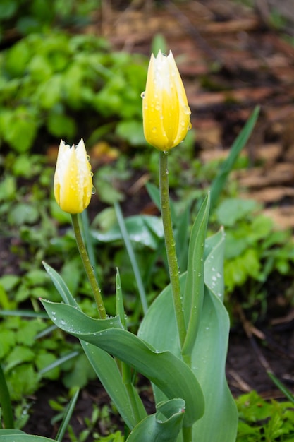 Желтые тюльпаны с каплями росы в саду