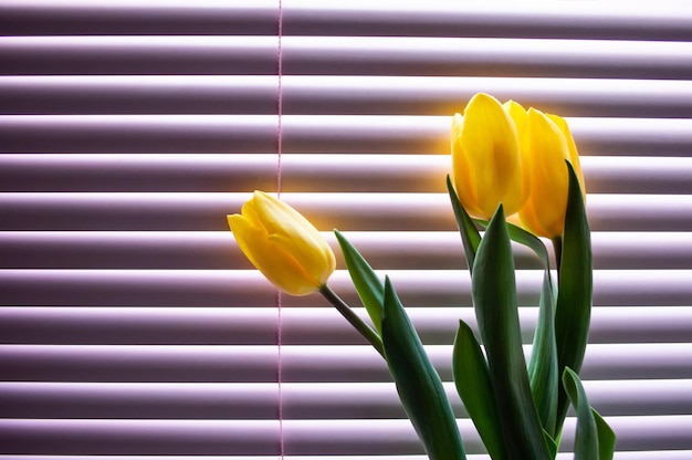 Yellow tulips with green leaves on background of blinds for windows