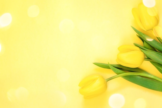 Yellow tulips on yellow background Greeting card Spring blossoming flowers background