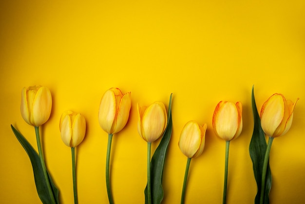 Yellow tulips on yellow background.