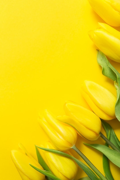 Foto tulipani gialli su giallo