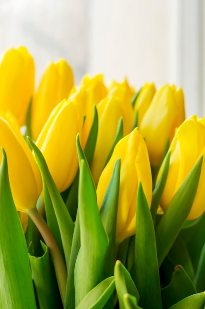 Photo yellow tulips