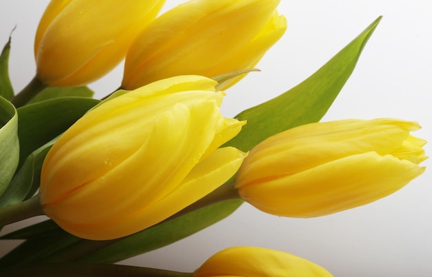 Yellow tulips