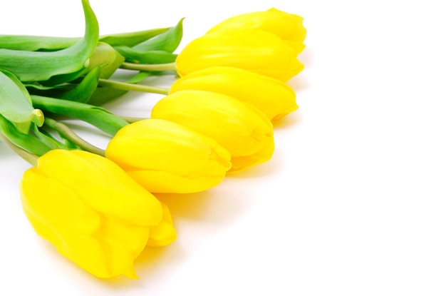 Yellow tulips