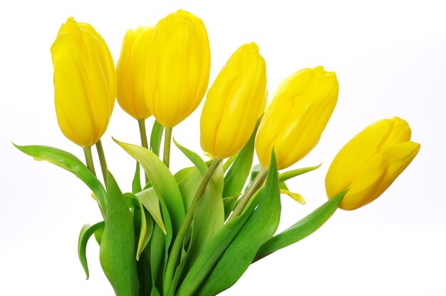 Yellow tulips