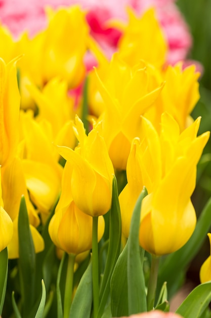 Yellow tulips