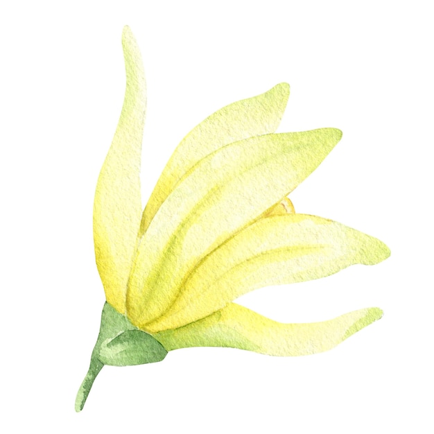 Yellow vanilla flower Watercolor illustration drawn by hands Isolated Tropical orchid