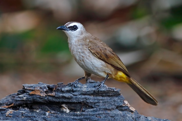 사진 노란색 통풍 bulbul pycnonotus goiavier 나무에 그친 태국의 아름다운 새들
