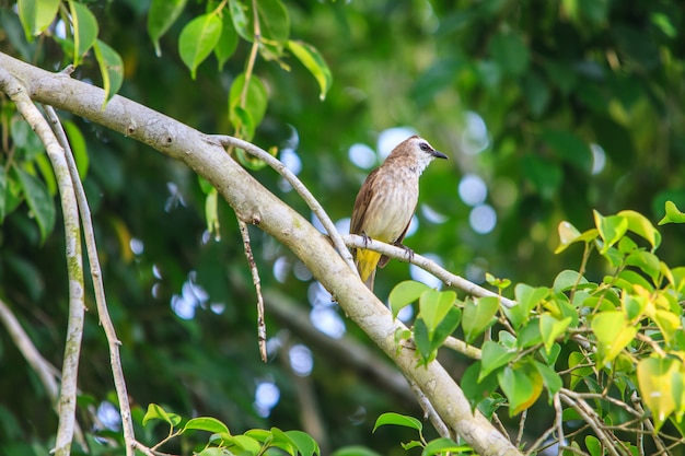 Bulbul giallo-scaricato