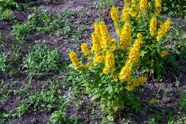 花壇に黄色いバーベナの花