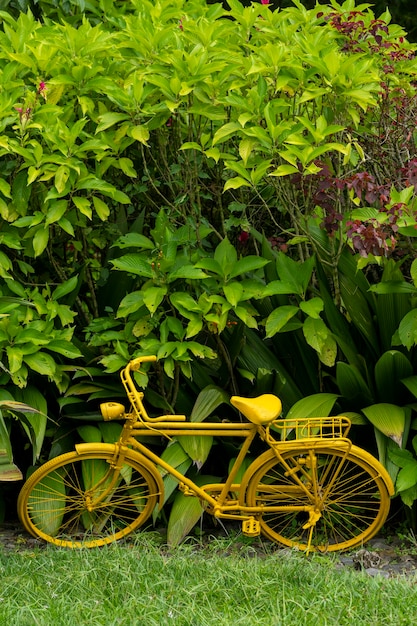 Yellow vintage bicycle in tropical garden