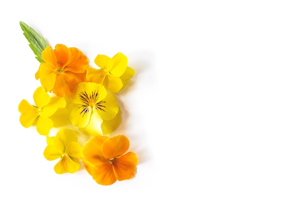 Yellow Viola pansy flower creative composition. Colorful spring flowers isolated on white background.