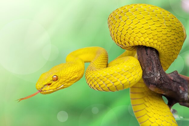 Yellow viper snake in close up