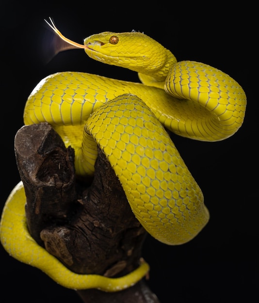 Foto serpente di vipera giallo in primo piano