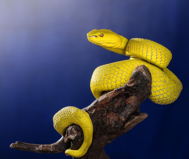 Yellow Viper Snake in close up