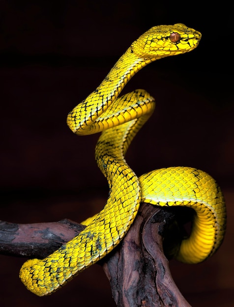 Yellow viper snake in close up