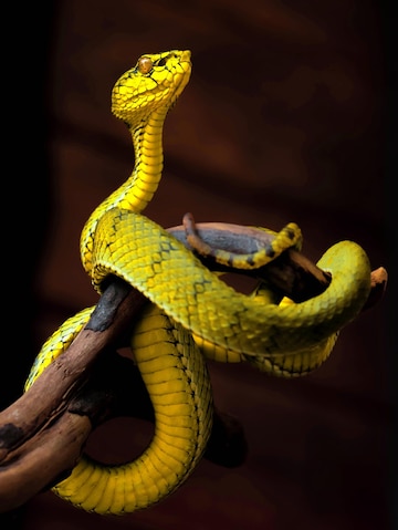 Premium Photo | Yellow viper snake in close up