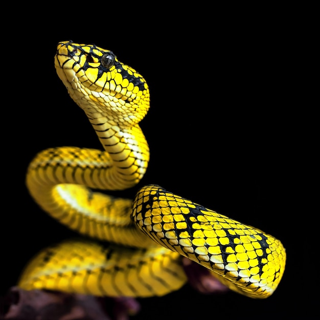 Yellow viper snake in close up