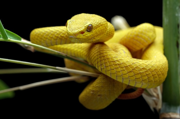 A yellow viper snake is on a branch