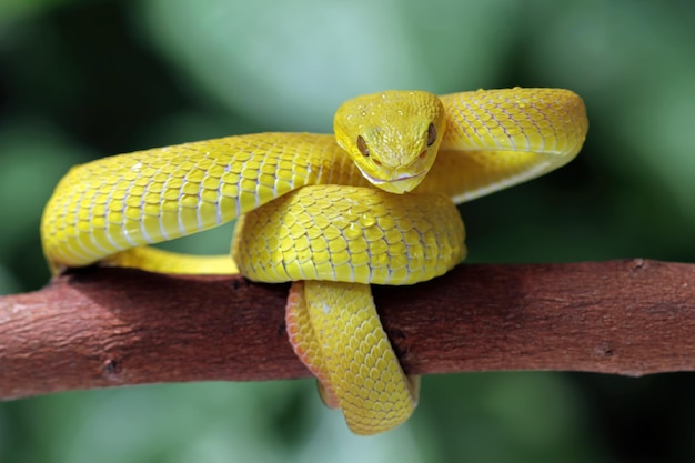 A yellow viper snake is curled up on a branch