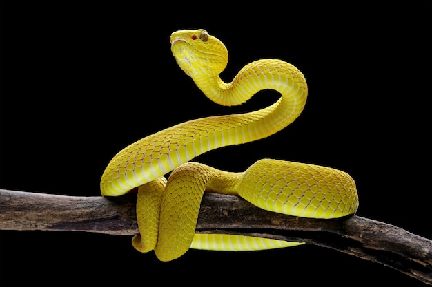 A yellow viper snake is sitting on a branch