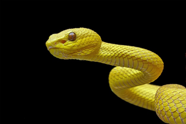 A yellow viper snake with a black background